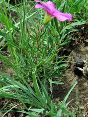 Oxalis bifurca angustiloba