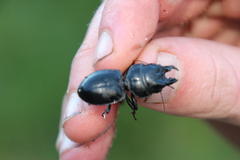 Pachyodontus languidus