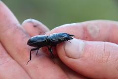 Pachyodontus languidus