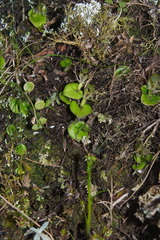 Corybas dienemus