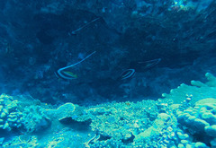 Heniochus acuminatus