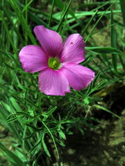 Oxalis bifurca angustiloba