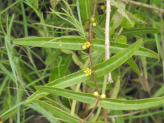 Hemidesmus indicus