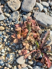 Potentilla fragiformis