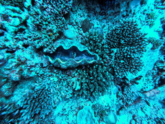 Tridacna derasa