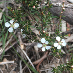 Leptospermum arachnoides