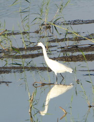 Egretta garzetta