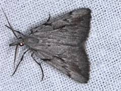 Phrixocomes ophiucha