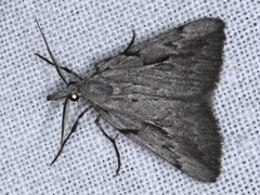 Phrixocomes ophiucha