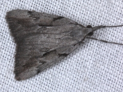 Phrixocomes ophiucha