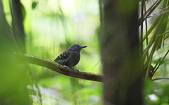 Willisornis poecilinotus