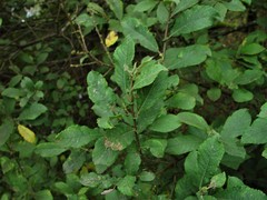 Salix × multinervis