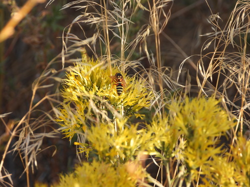 Pterocheilus quinquefasciatus