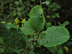 Salix × multinervis