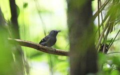 Willisornis poecilinotus