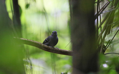 Willisornis poecilinotus