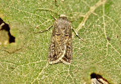 Agrotis lata