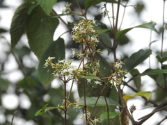 Ichnocarpus frutescens