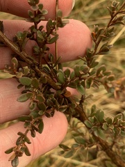 Leptospermum myrtifolium