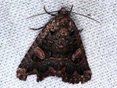 Condica macrosema