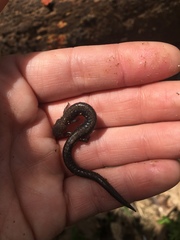 Plethodon electromorphus