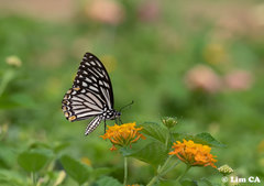 Papilio clytia clytia