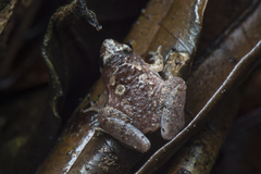 Microhyla nepenthicola