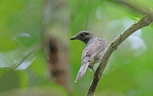 Cinereous Mourner (Laniocera hypopyrra), photo 7