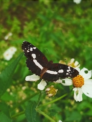 Castilia