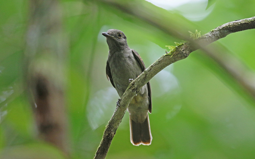 Cinereous Mourner (Laniocera hypopyrra), photo 8