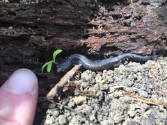 Plethodon electromorphus