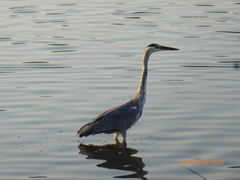 Ardea cinerea