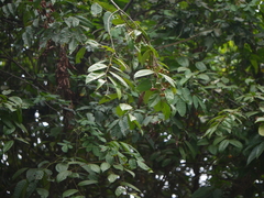 Grewia umbellifera