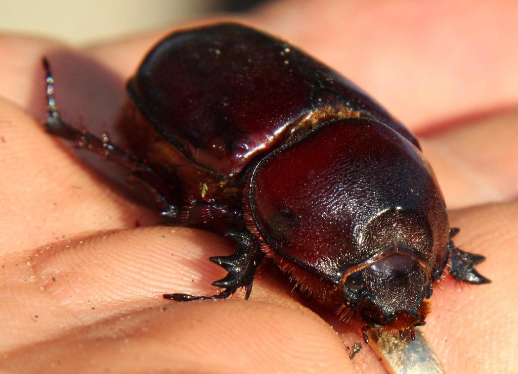 Boas Rhinoceros Beetle