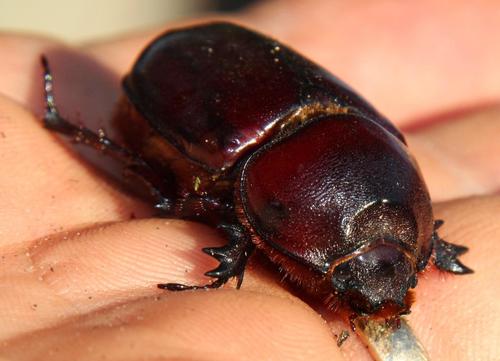 Boas Rhinoceros Beetle