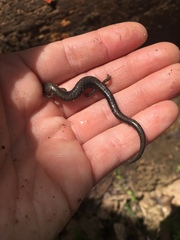 Plethodon electromorphus