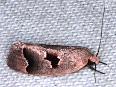 Acanthodela erythrosema
