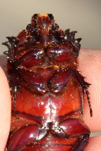 Boas Rhinoceros Beetle