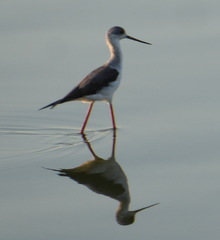 Himantopus himantopus