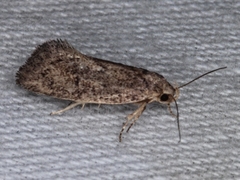 Syncometes vilis