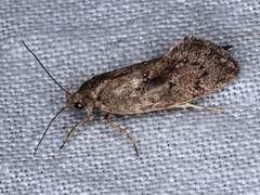 Syncometes vilis