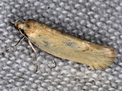 Telocharacta hemicroca