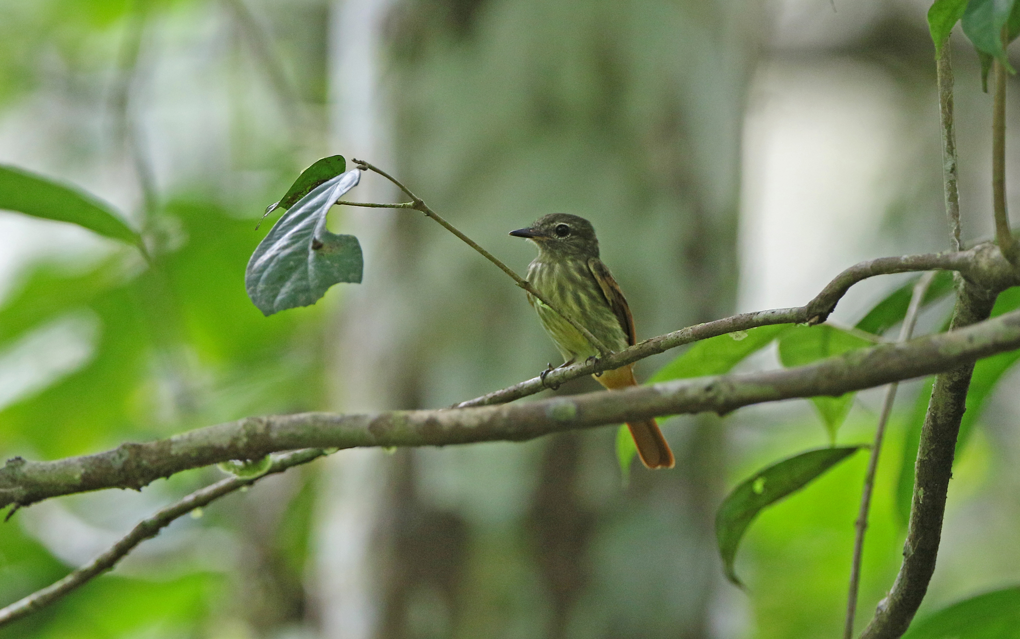 Rufous-tailed Flatbill (Ramphotrigon ruficauda), photo 3
