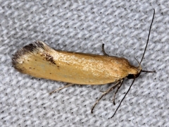 Telocharacta hemicroca