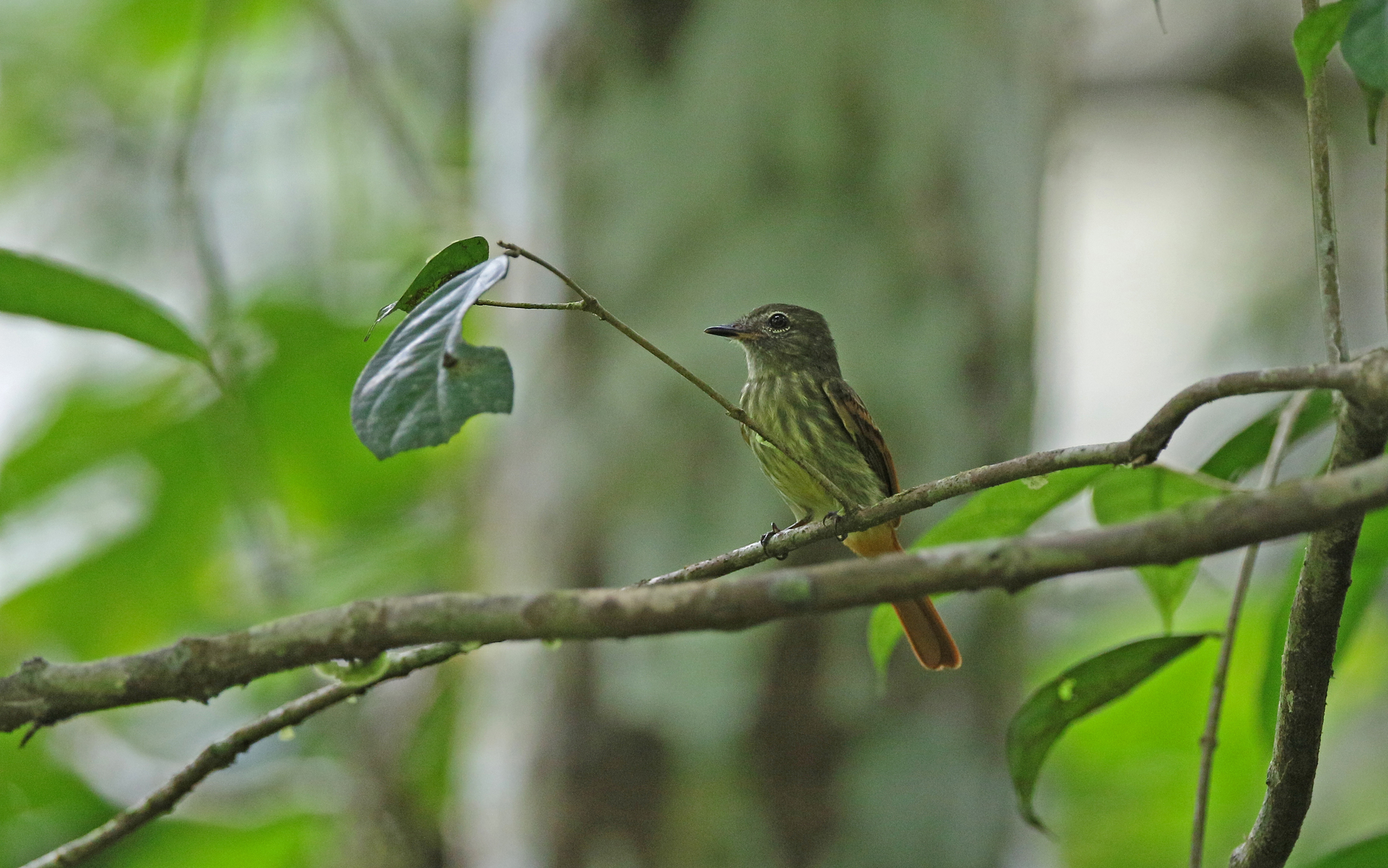 Rufous-tailed Flatbill (Ramphotrigon ruficauda), photo 4