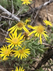 Heterotheca angustifolia