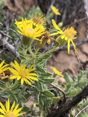 Heterotheca angustifolia