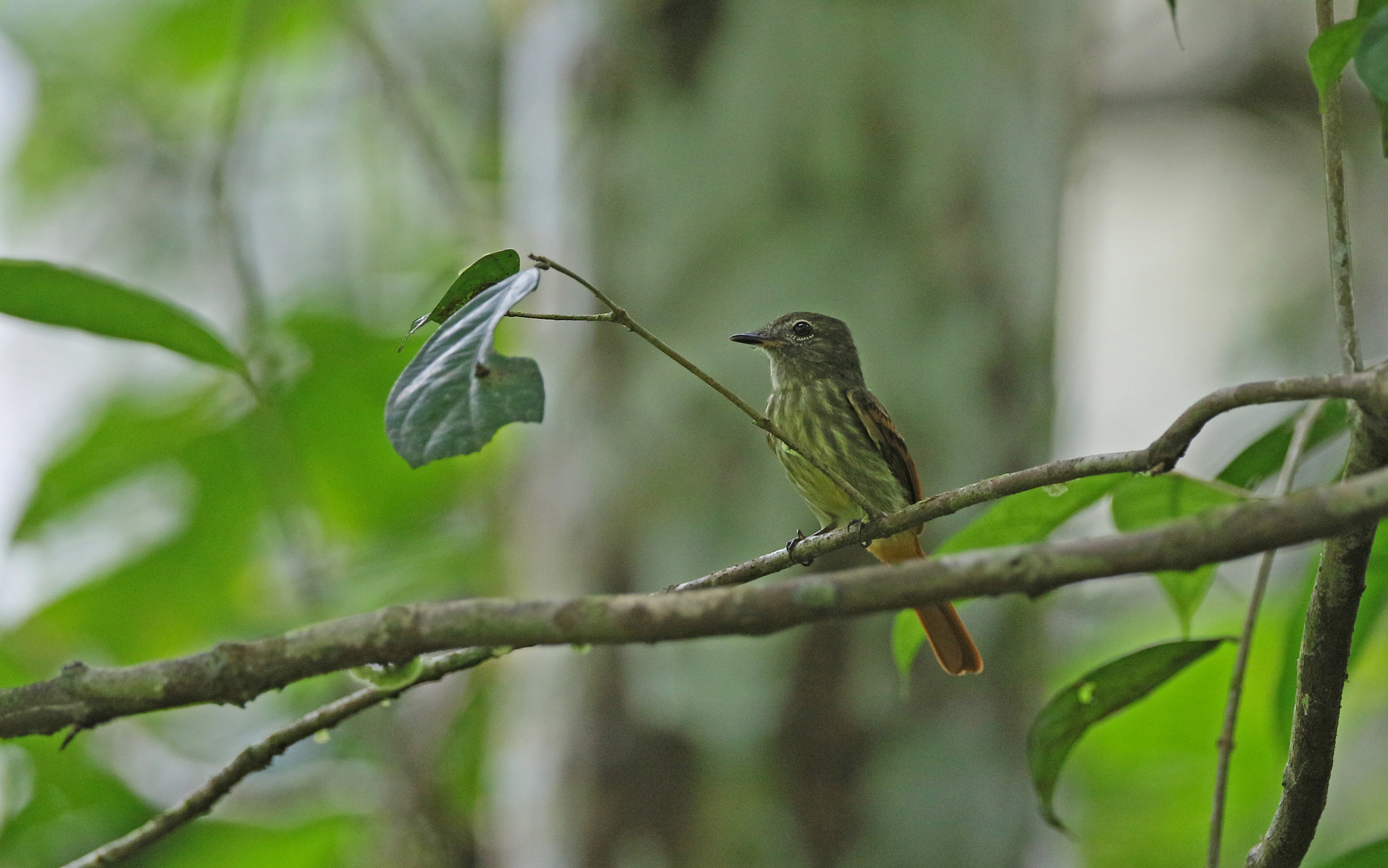 Rufous-tailed Flatbill (Ramphotrigon ruficauda), photo 7