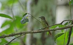 Ramphotrigon ruficauda