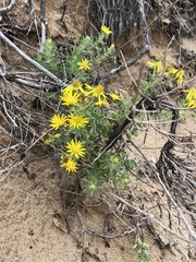 Heterotheca angustifolia